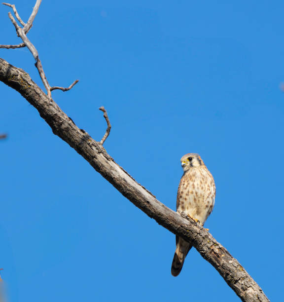 istock American Kestrel Scans Area for Prey 2188634842