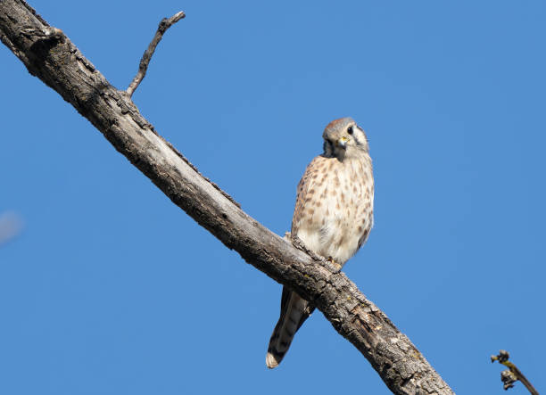 istock American Kestrel Scans Area for Prey 2188634848