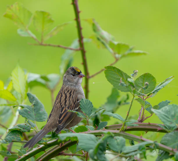 istock Golden-Crowned Sparrow Portrait in Blackberry Brambles 2188634863