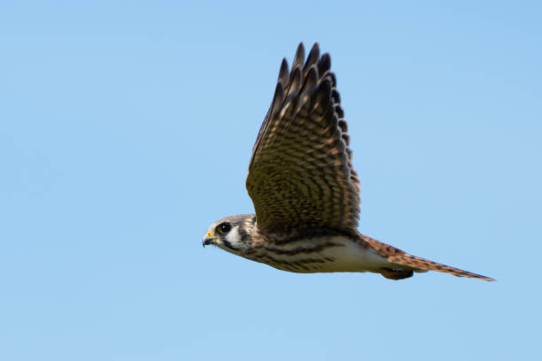 istock American Kestrel Scans Area for Prey 2188634871