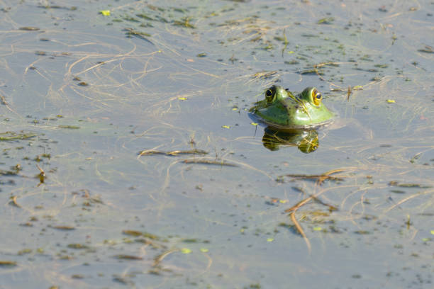 istock Bullfrog Surfaces to Scan Surroundings 2188634874