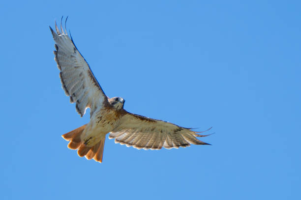 Swainson's Hawk flying ahead of and approaching storm. It is summer and the thunderhead developed late in the day.