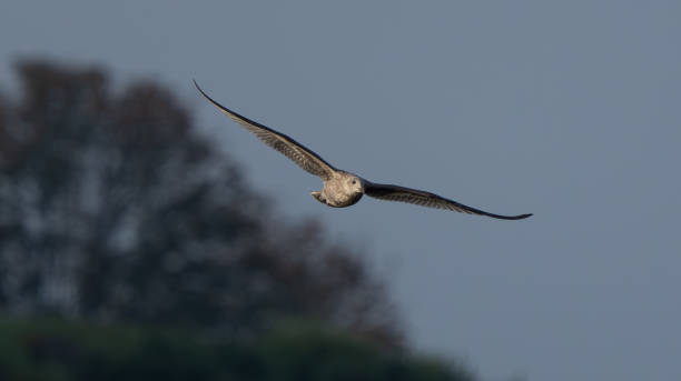 istock Immature Glaucous Winged Gull in Graceful FlightImmature Glaucous Winged Gull in Graceful Flight 2188634912