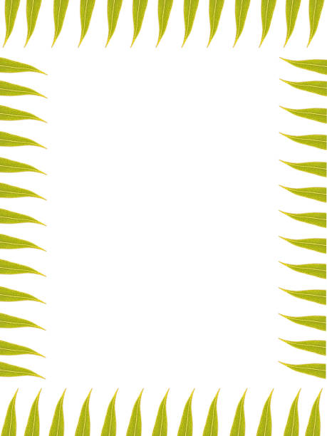 Border Tree Branches With Green leaves isolated on white Background - Frame Of Leaves Tropical Forest