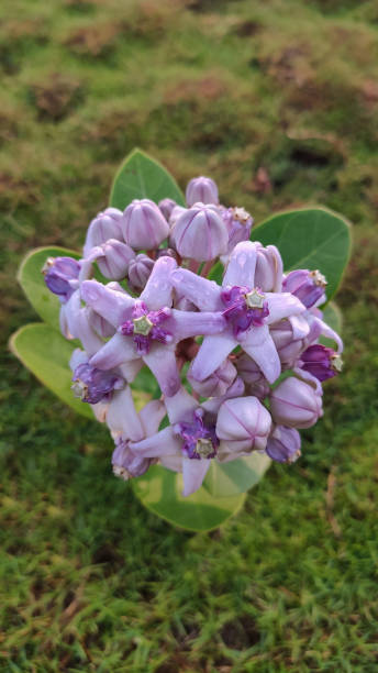 This image captures the striking beauty of Calotropis gigantea flowers, also known as Giant Milkweed or Crown Flower. The close-up showcases clusters of star-shaped blooms with pale purple and white hues, highlighting their delicate structure. The flowers' unique, waxy texture and intricate details stand out against a lush green backdrop of large, broad leaves. This photo is perfect for themes related to botany, gardening, or exotic plants, offering a vivid and captivating representation of the Calotropis gigantea's natural elegance. Ideal for use in floral studies, nature photography collections, or horticultural resources. flores de calotropis gigantea, también conocidas como algodoncillo gigante o flor de la corona. el primer plano muestra racimos de flores en forma de estrella con tonos púrpura pálido y blanco, resaltando su delicada estructura. con fondo de hierba