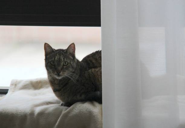 istock House Cat Sitting Behind a Curtain in a Window 2188636613