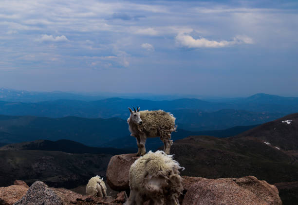 istock Mountain goat on top of the mountain 2188642302