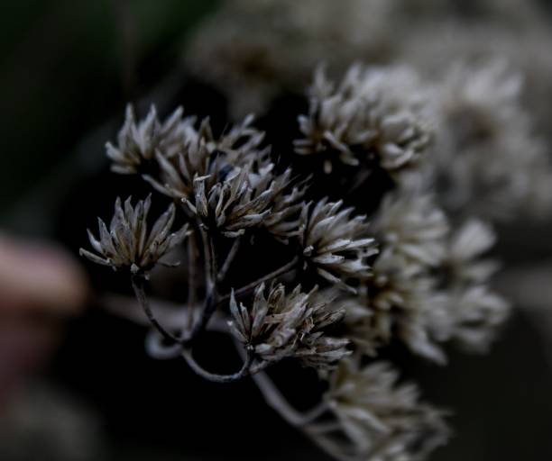 istock Close-up of black and white flowers ￼ 2188642349