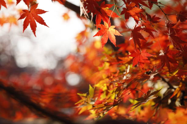 istock Autumn leaves in nara 2188642427