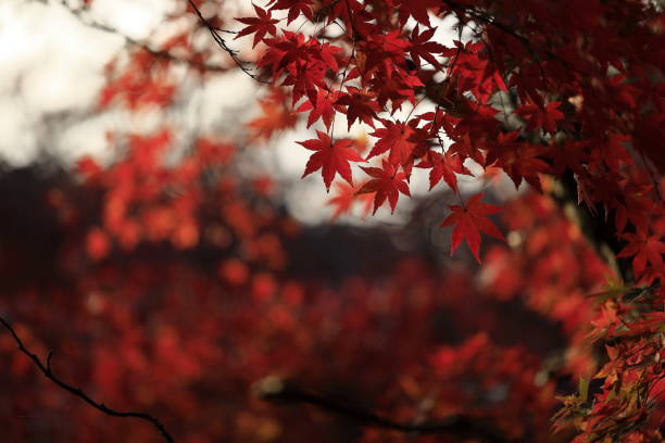 istock Autumn leaves in nara 2188642431