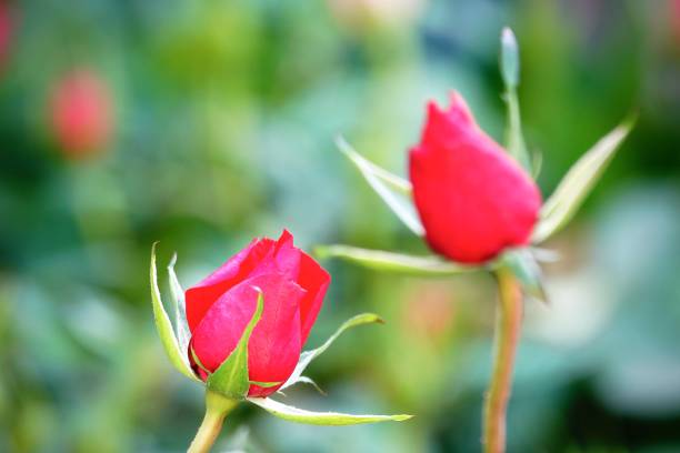 A beautiful red rose in full bloom, surrounded by blurred greenery. The delicately layered petals reveal bright, warm colors, with natural gradations.