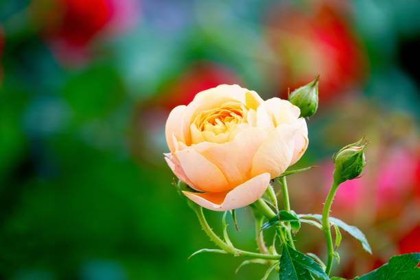 istock A beautiful orange rose in full bloom, surrounded by blurred greenery. The delicately layered petals reveal bright, warm colors, with natural gradations. 2188643519