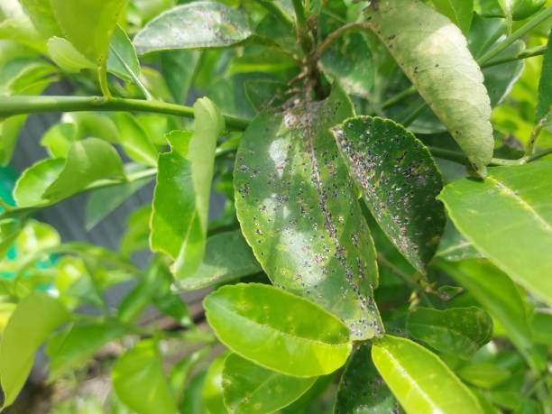 istock Black spots on citrus leaves, plant disease 2188647237