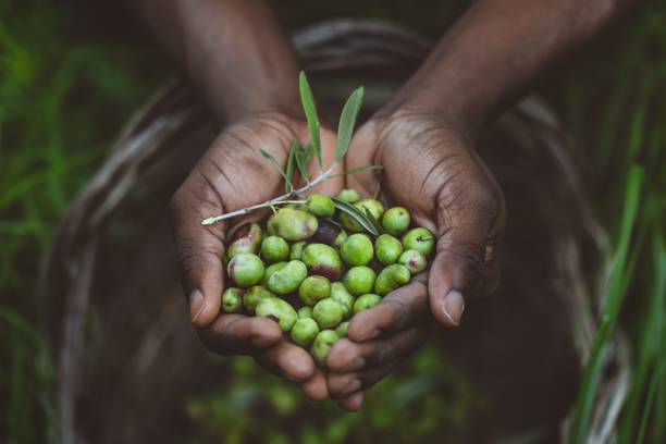Hands holding fresh green olives.