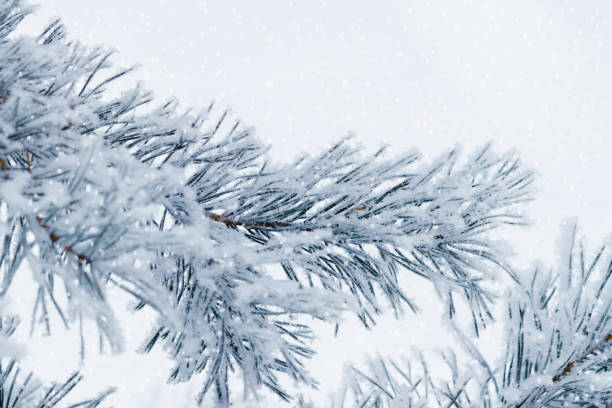 istock Winter nature close up Pine tree branches snow covered, snowy texture, macro trend photo, magical wintertime, winter holidays, snowy fir trees forest, white frost on twigs, green blue monochrome 2188648562