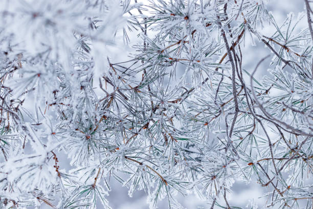 istock Pine tree branches are covered frost, nature winter background, snowy fir needles close up. Wintertime outdoors natural scene, holiday mood, it is snowing. Wintry forest aesthetics snowy pine trees 2188648564
