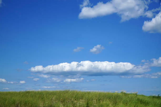 grassland in beach area under blue sky and cloud