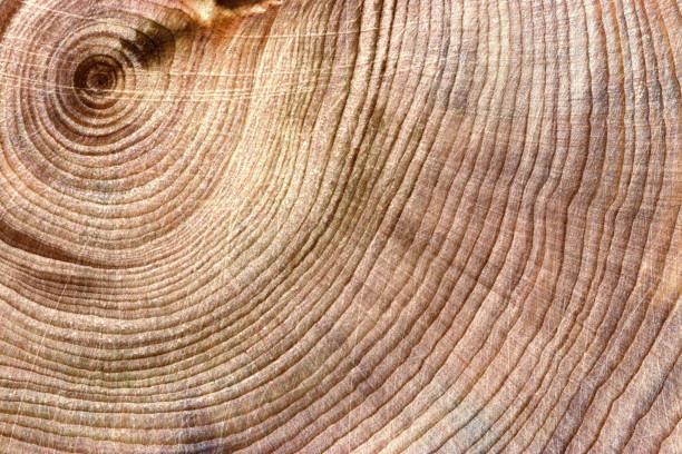 istock Slice of wood timber with juniper tree rings as natural geometric pattern, abstract nature background, mocha mousse trend color 2024. Natural wooden organic textures, brown beige gradient, macro photo 2188649556
