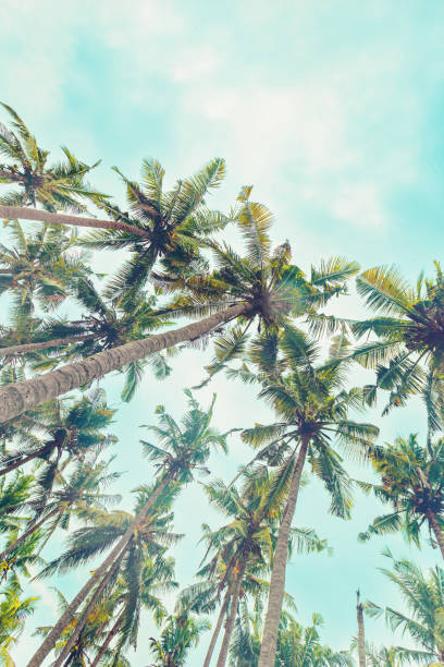 istock Tropical Palm bottom view as Nature pattern, Coconut Palm trees view from below with soft blue sky background, summer vibe, aesthetic nature atmospheric landscape, vivid colors, light sunlight 2188649560