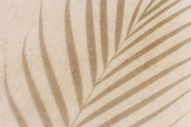 istock Palm tropical leaf shadow on textured concrete background neutral colored. Summer minimal style, sunlight. Beige monochrome summertime backdrop with plant sun shade with natural hard light 2188649573