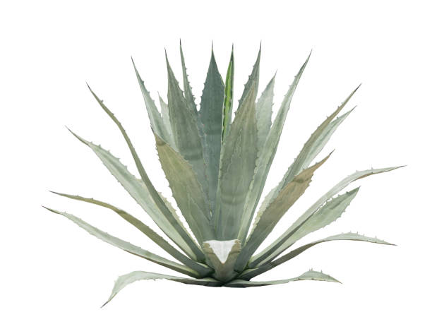 istock Tropical agave plant isolated on white background.This has clipping path. 2188650831