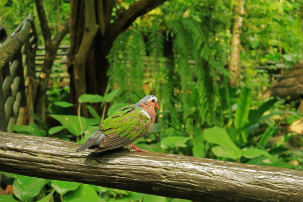 Common Emerald Dove Perching on the Wooden Rail