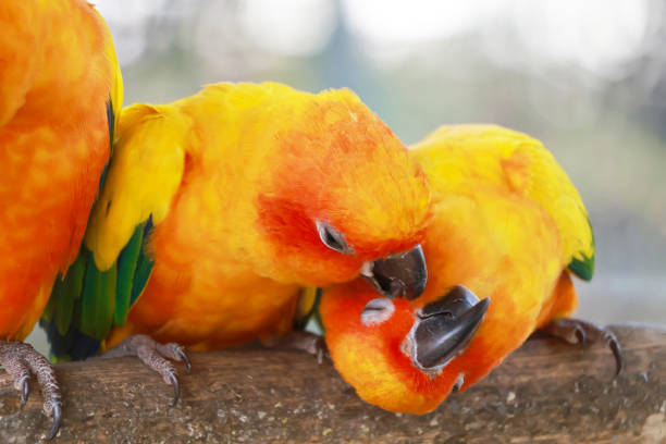 Two peach-crested cockatoo in opposite position, and face to face.