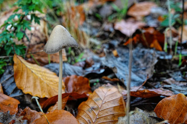 istock Close-up on a Conical Brittlestern mushroom Psathyrella conopilus 2188657122