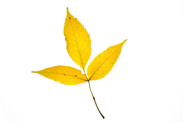 Autumn leaf isolated on white background
