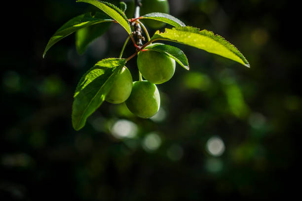 A closeup photo of green cherries on a tree branch in spring