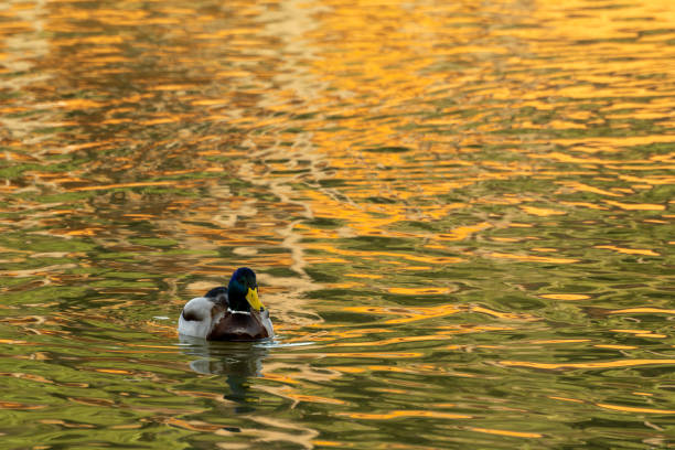 The duck spend time in water