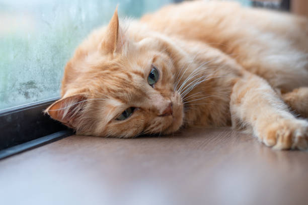 istock Cute cat relaxing in the room 2188661261