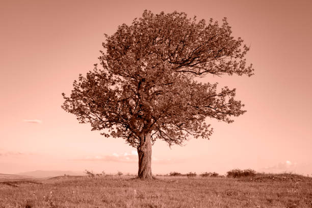 A single tree against a mountain background - sepia.