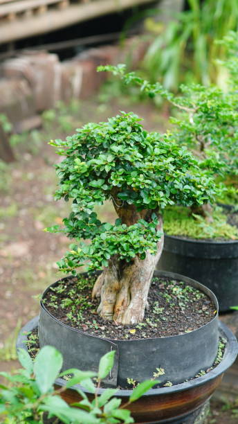 istock Serenity in Miniature: Bonsai Bliss 2188663251