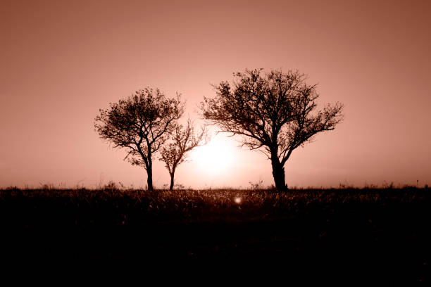 Beautiful lonely trees stands in a field at sunset. Place for text. Color of the Year Mocha Mousse.