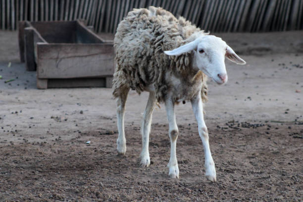 istock Sheep Relaxing on a Farm in the Morning 2188665730