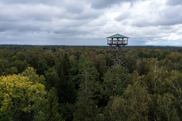 istock An observation tower rises above lush greenery in a serene forest environment. 2188666304