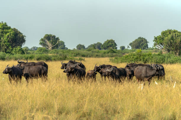 A group of African Buffalo (Syncerus caffer) in Queen Elizabeth National Park Uganda, Africa.