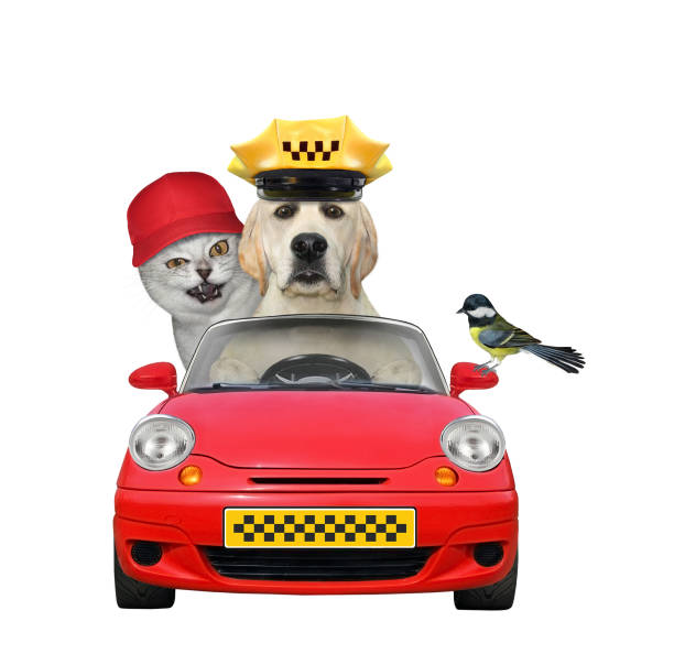 A dog pug is taxi driver driving a red car with a client. White background. Isolated.