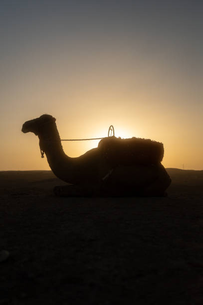 Camels and bedouin silhuettes at orange sunset in Jordan