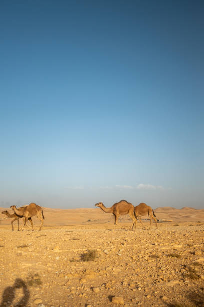 istock Camels walking in the negev desert under blue sky 2188670076