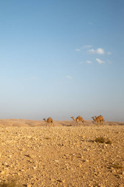 Camels walking in the negev desert under blue sky