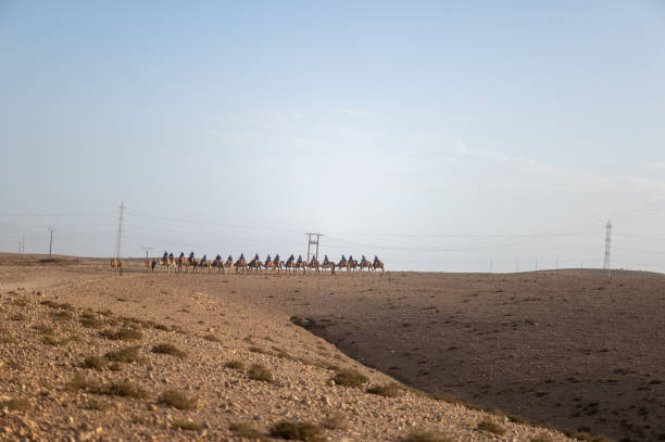 Camel caravan crossing desert landscape with power lines in the background