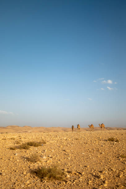 istock Camels walking in the negev desert under blue sky 2188670246