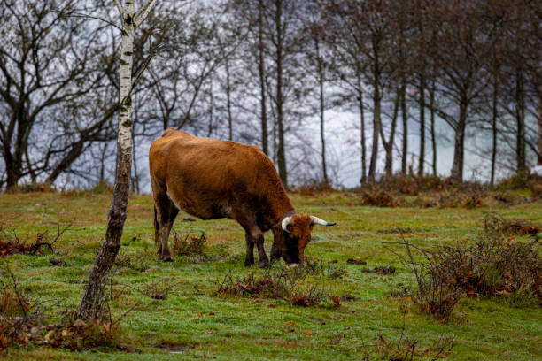 A brown cow grazes peacefully in a foggy mountain meadow surrounded by bare trees, creating a serene and rustic atmosphere.