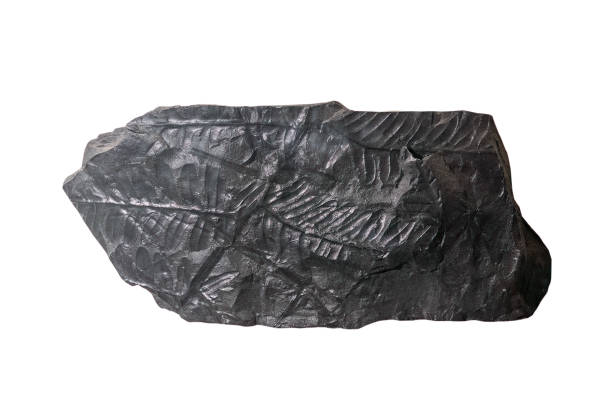 istock plant fossil isolated on white 2188673581