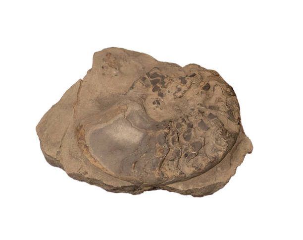 istock fossil of ammonite in the stone on white, isolated 2188674798