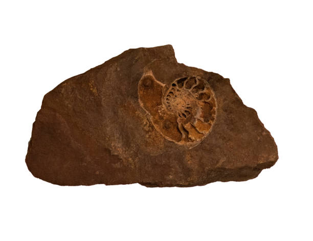 istock fossil of ammonite in the stone on white, isolated 2188674809
