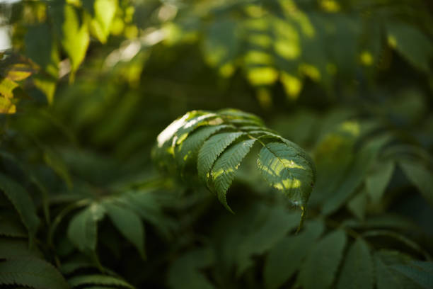 Close-up of a single green leaf highlighted by dappled sunlight, surrounded by soft focus foliage in a tranquil natural environment.
