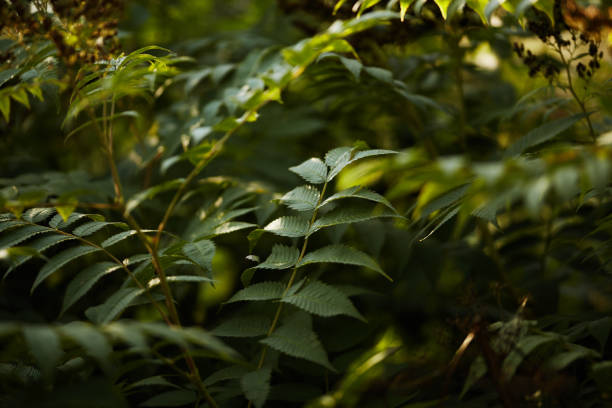 istock Layered green leaves on branches with soft sunlight in a vibrant and peaceful outdoor setting. 2188675272